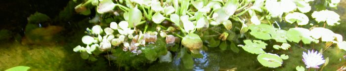 Singapore Counselling